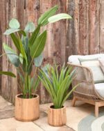 Yucca – Obrázok 3