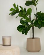 Ficus – Obrázok 4