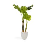 Monstera