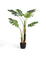 Monstera – Obrázok 2