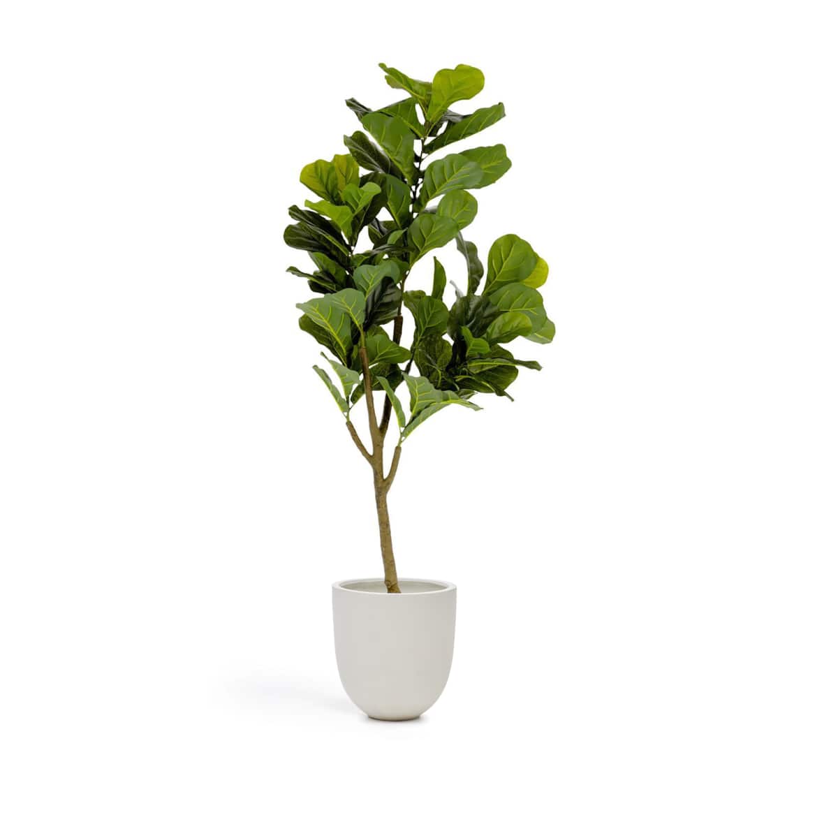 AA5689_0V01 Ficus – Obrázok 1