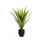 Yucca
