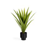 Yucca – Obrázok 2