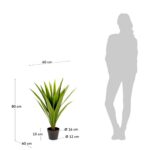 Yucca – Obrázok 5