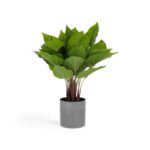 Anthurium