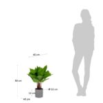 Anthurium – Obrázok 5