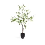 Enkianthus