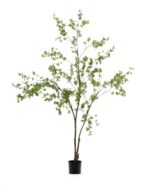 Enkianthus – Obrázok 2