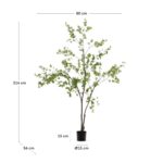Enkianthus – Obrázok 4